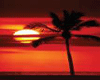 Sunset - Plus Palm Trees