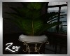 ZY: Morocco Plant