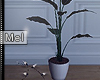 Mel*Room Plant