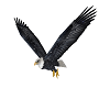 Animated flying Eagle