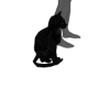 ASM Aradia´s Dark Cat