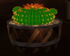 [CI]Cactus Plant 3