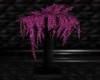 :YL:Pink/R plant