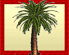 Oasis Solo Palm Tree