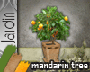 [MGB] J! Tree - Mandarin
