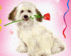 dog with a rose