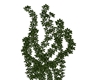 Ivy Plant 2