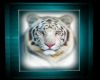 white tiger in teal