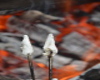 Marshmellow on fork phot