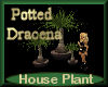 [my]Plant Dracena in Pot