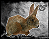 [SS] Bunny Pet - Brown
