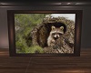 Racoon pic framed