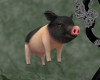 !T! Avi | Pet Pig 1