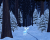 Magical Winter Forest