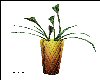 golden potted plant