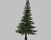Single Tall Pine Tree
