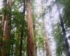 NRose's Pics Nature A17
