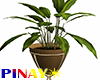 Indoor Plants - Brown