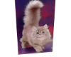 T, Cat Lovers 17