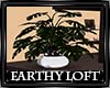Earthy Loft Plant