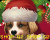 Q. Christmas Boogie Pupp