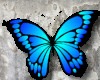 💀 Butterflies |Anim|