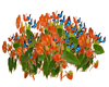 XK* Plantas Anthurium
