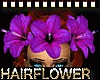 Hibiscus HairFlower 