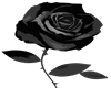 rose luto black