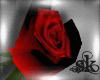 *SK*Red Rose