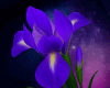IRIS FLOWERS PURPLE