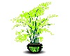Green rave plant