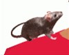 J~Shoulder Pet - Rat