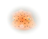 RARE SEACREATURES FILLER