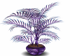 (lm)purple dragon plant