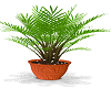 Plant In Clay Pot