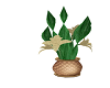 Plant 3