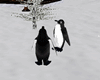 (M)PenguinsPlaying SOUND