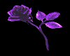 Purple Rose Right