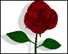 T~ Soni di Rose
