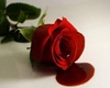 Bleeding Rose 1