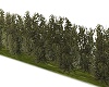Privet Shrubs Plant