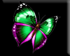 Butterfly 205