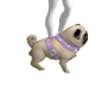 Dog Pug + Action