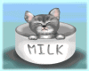 Cute Milk Kitten