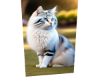 cat 10
