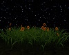 (X) Orange flowers&grass