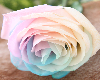 Ouran Pastel Rose (oc)