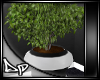 [DP] House Plant