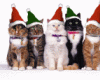 5 Christmas Kittens